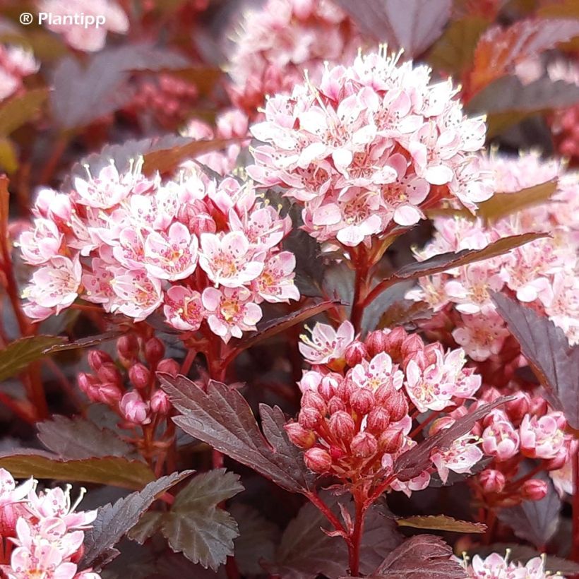 Physocarpus opulifolius Little Joker - Physocarpe nain (Flowering)