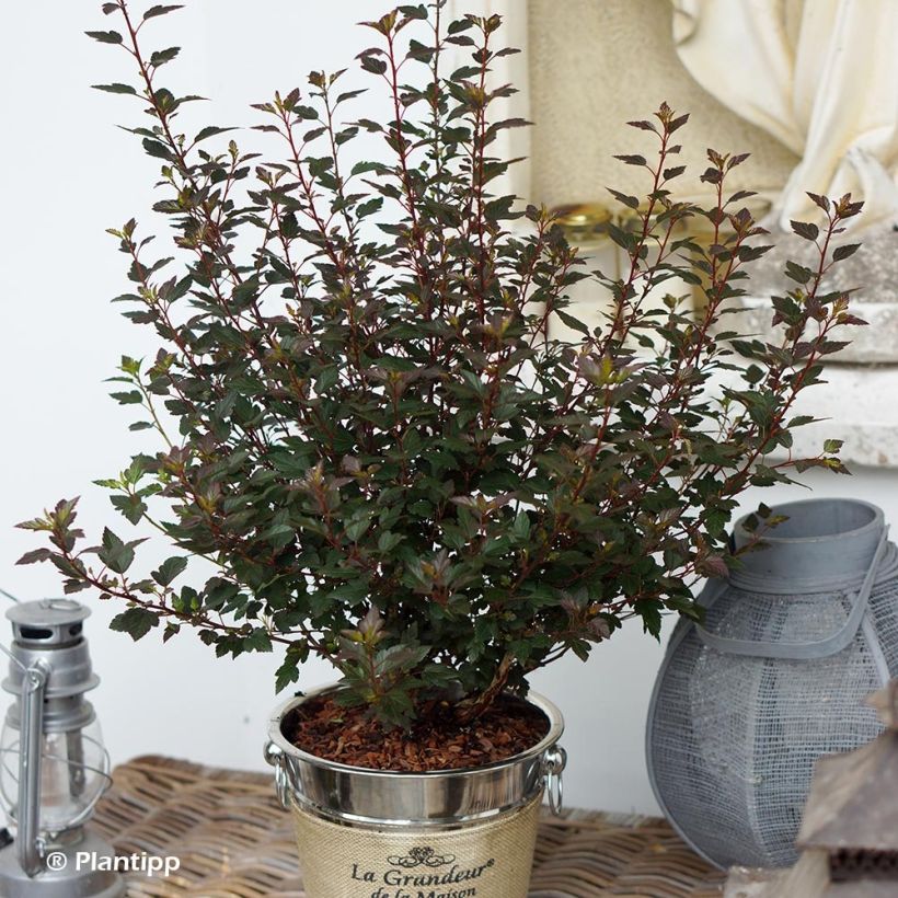 Physocarpus opulifolius Little Joker - Physocarpe nain (Plant habit)
