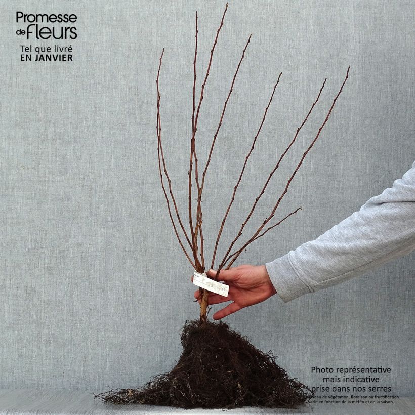 Example of Physocarpus opulifolius Luteus - Physocarpe Petites Racines nues as you get in hiver