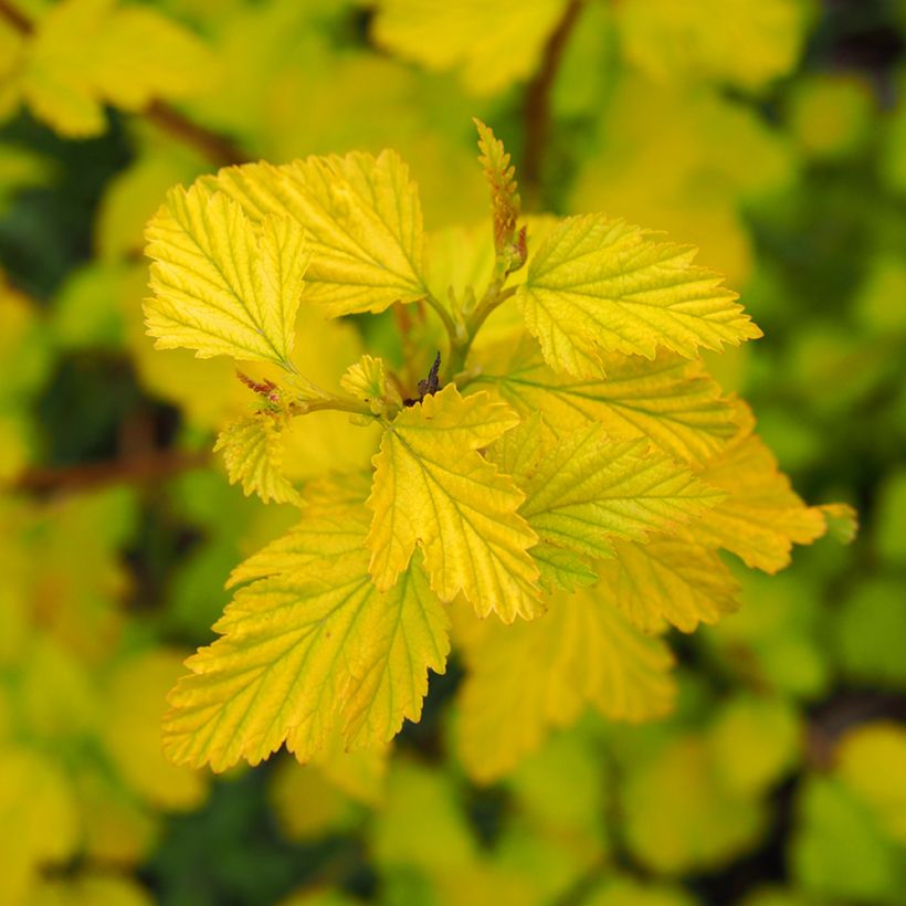 Physocarpus opulifolius Luteus - Physocarpe (Foliage)
