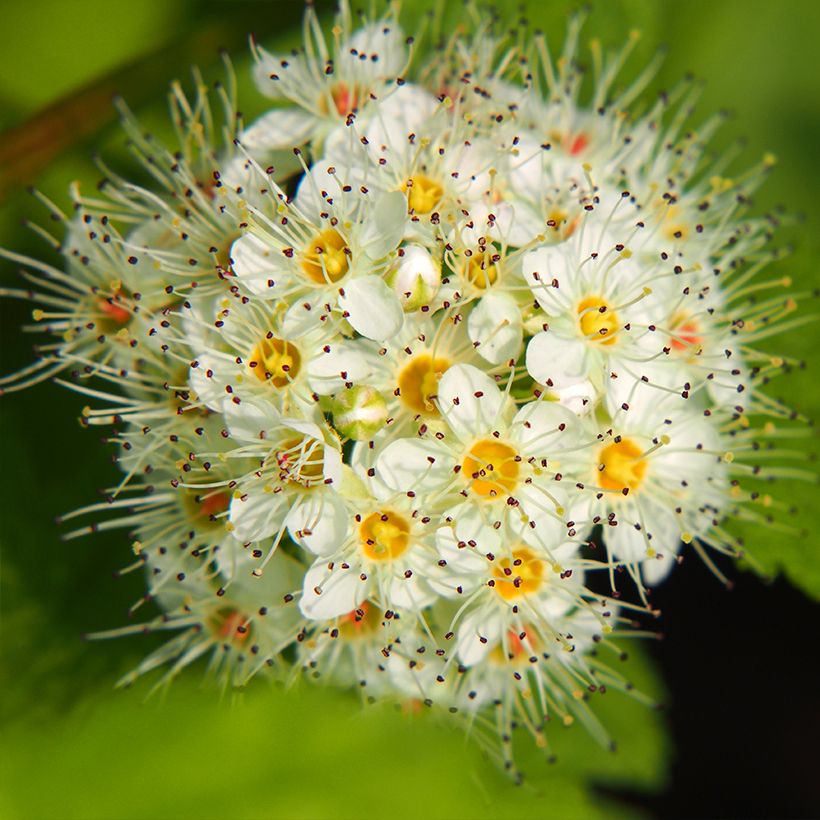 Physocarpus opulifolius Luteus - Physocarpe (Flowering)