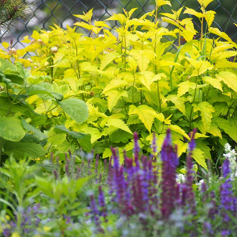 Physocarpus opulifolius Luteus - Physocarpe (Plant habit)