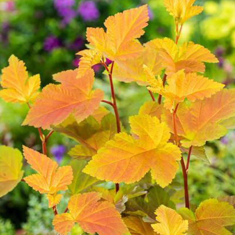 Physocarpus opulifolius Magic Ball (Foliage)