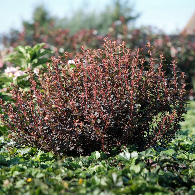 Physocarpus opulifolius Magic Sweet Cherry Tea (Plant habit)