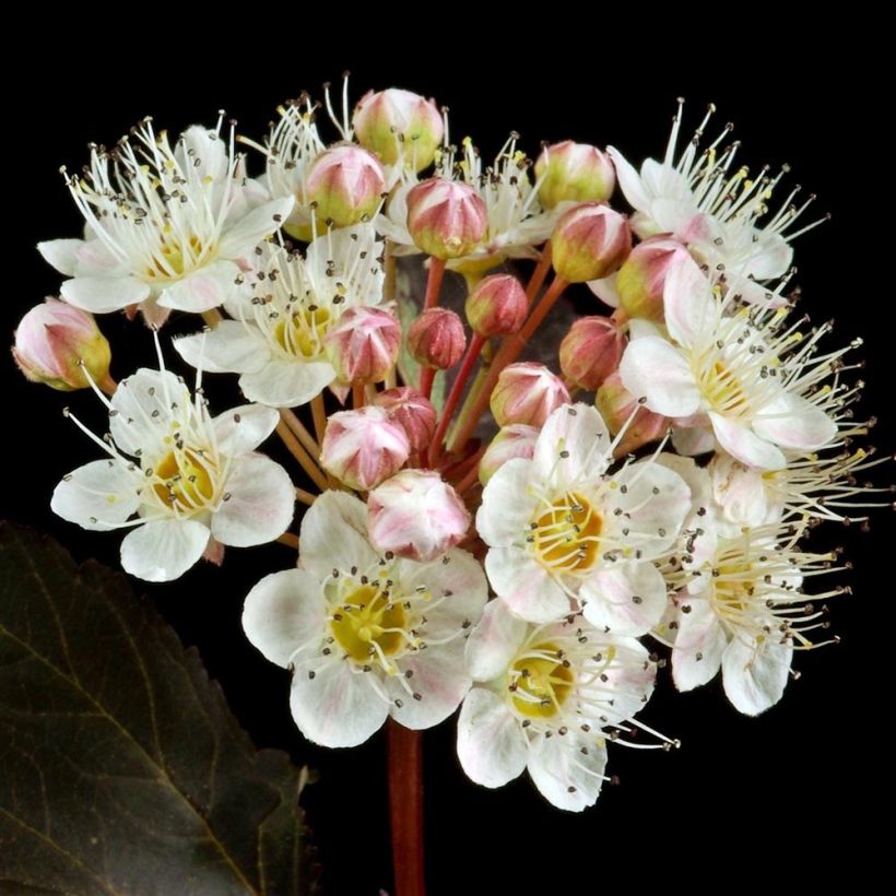 Physocarpus opulifolius Red Baron - Physocarpe à feuille d'obier (Flowering)