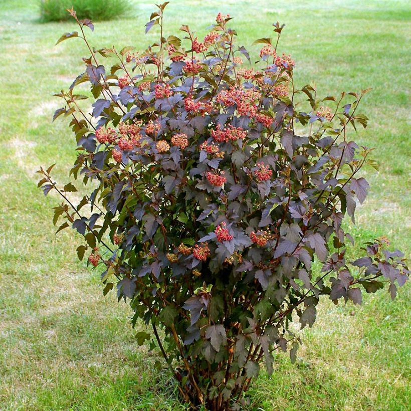 Physocarpus opulifolius Red Baron - Physocarpe à feuille d'obier (Plant habit)