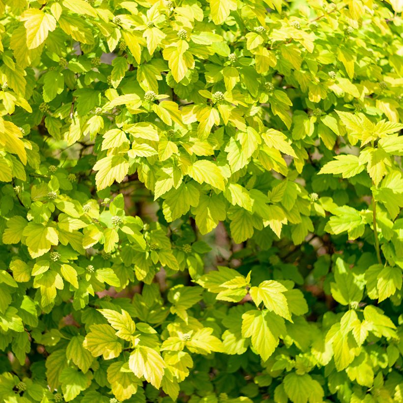 Physocarpus opulifolius Tiny Wine Gold (Foliage)