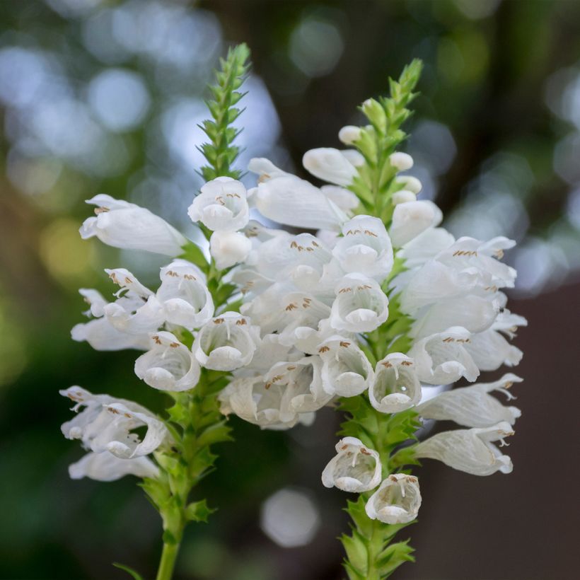 Physostegia virginiana Alba - Cataleptique blanche (Flowering)