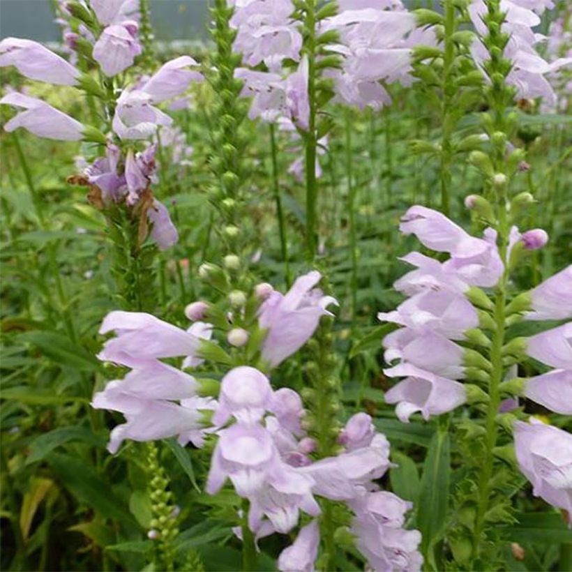 Physostegia virginiana Galadriel - Cataleptique (Flowering)