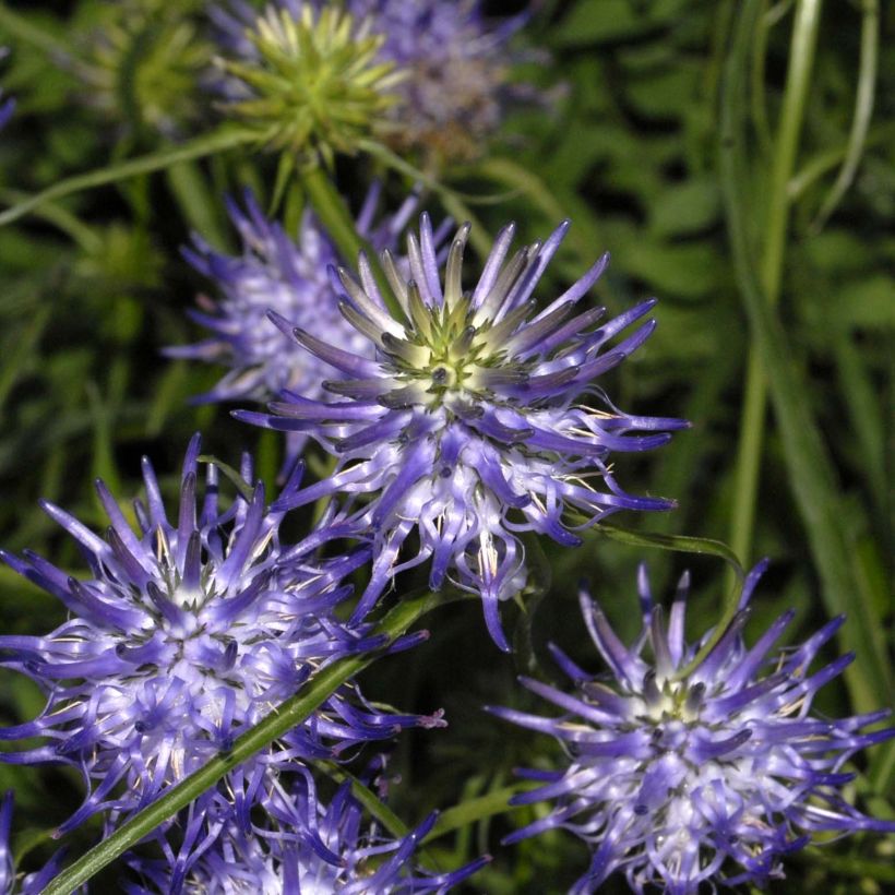 Phyteuma scheuchzeri - Raiponce de Scheuchzer  (Flowering)