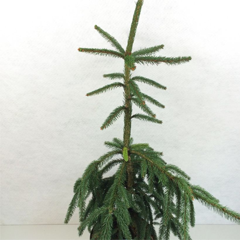 Picea abies Aarburg - Epicea commun                             (Plant habit)