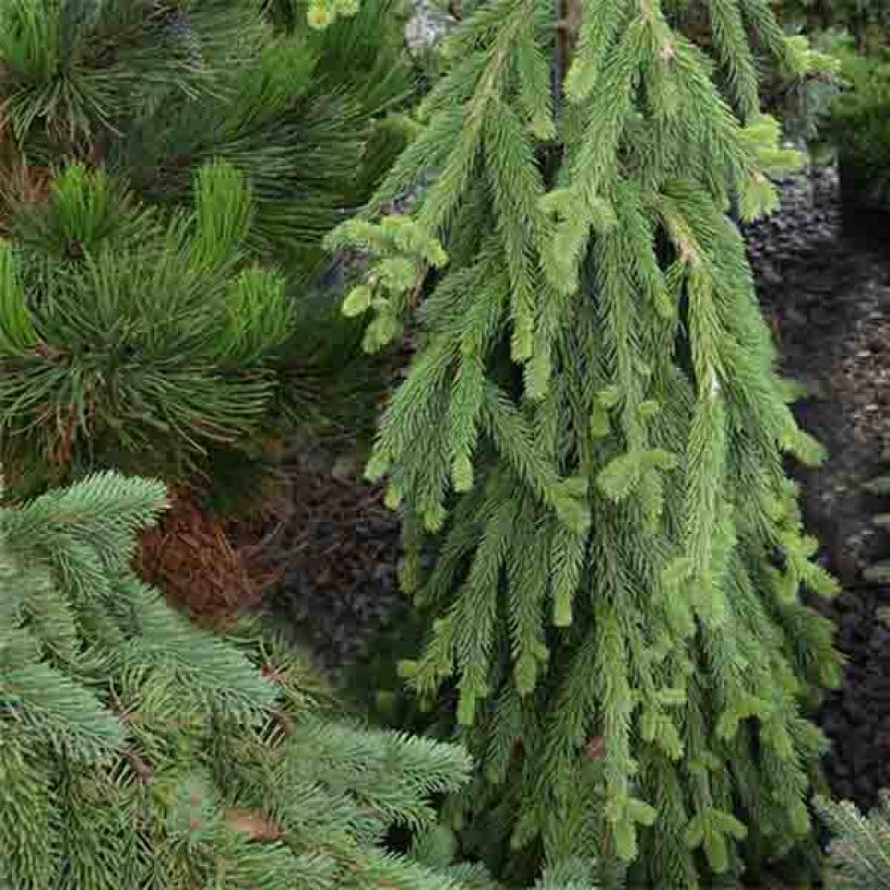 Picea abies Frohburg - Epicea pleureur                            (Plant habit)