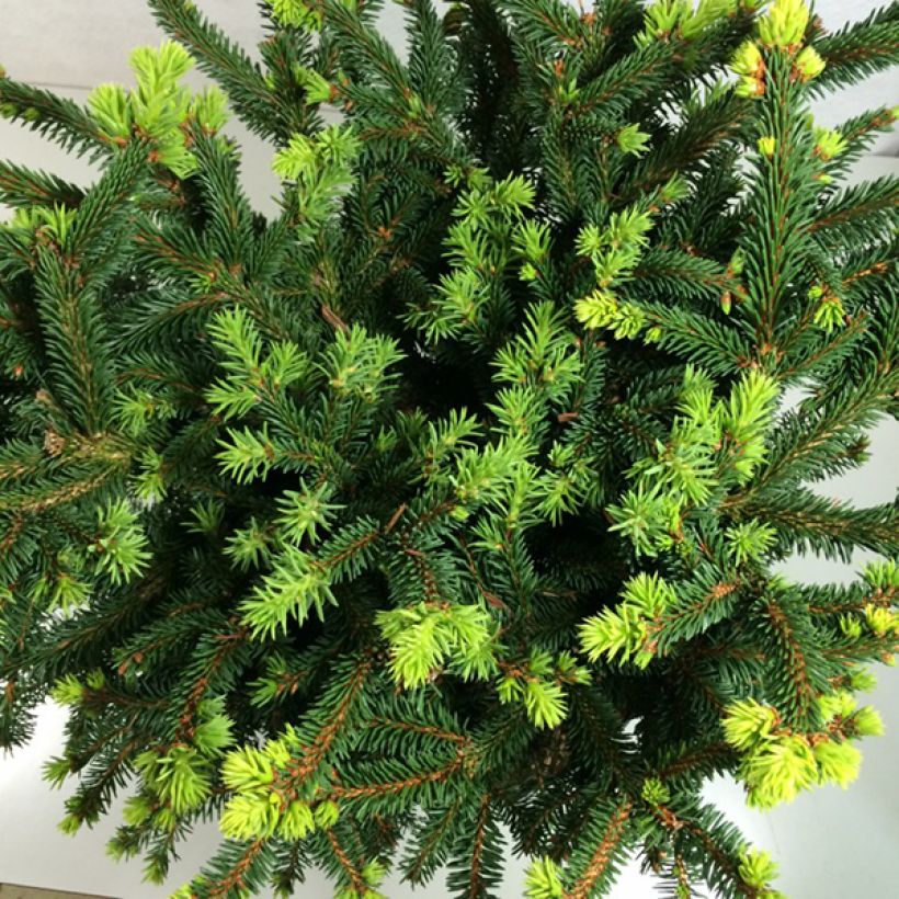 Epicea commun - Picea abies Hana Subutus          (Foliage)