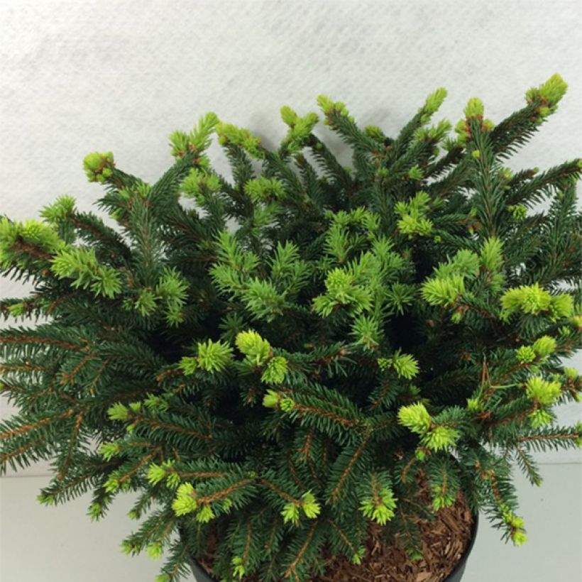 Epicea commun - Picea abies Hana Subutus          (Plant habit)