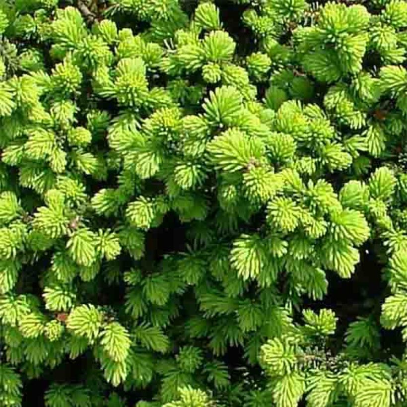 Épicéa nain - Picea abies Little Gem  2L/3L                       (Foliage)