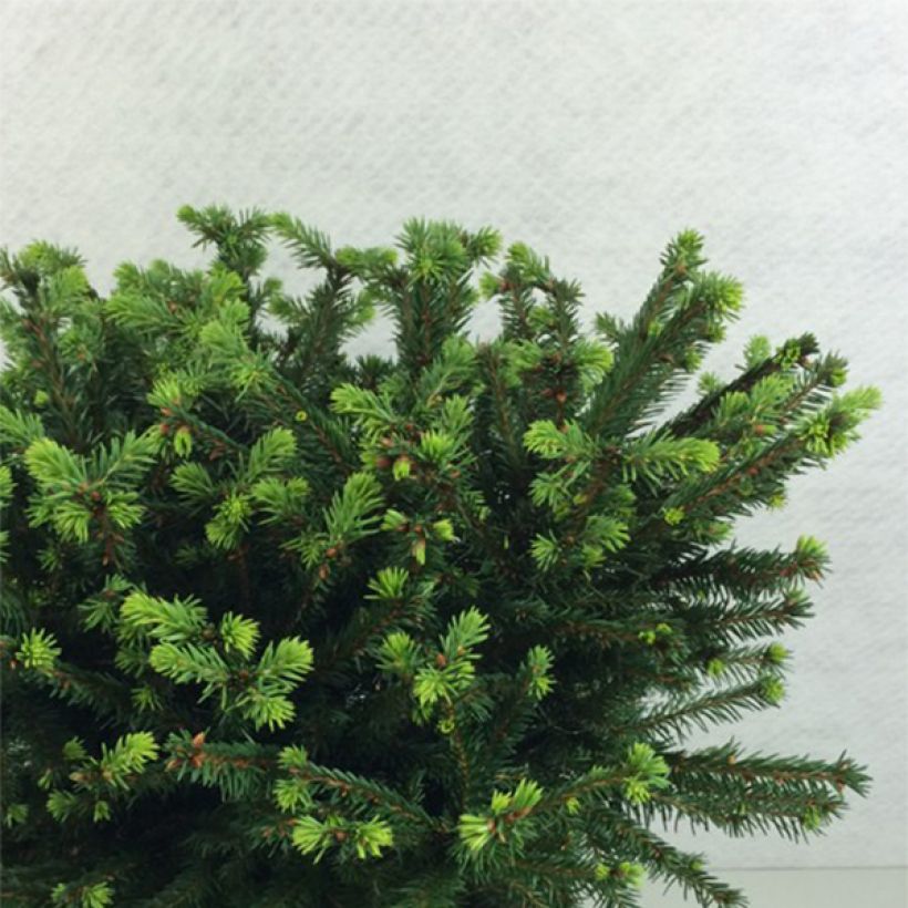Epicea commun - Picea abies Maxwellii (Plant habit)