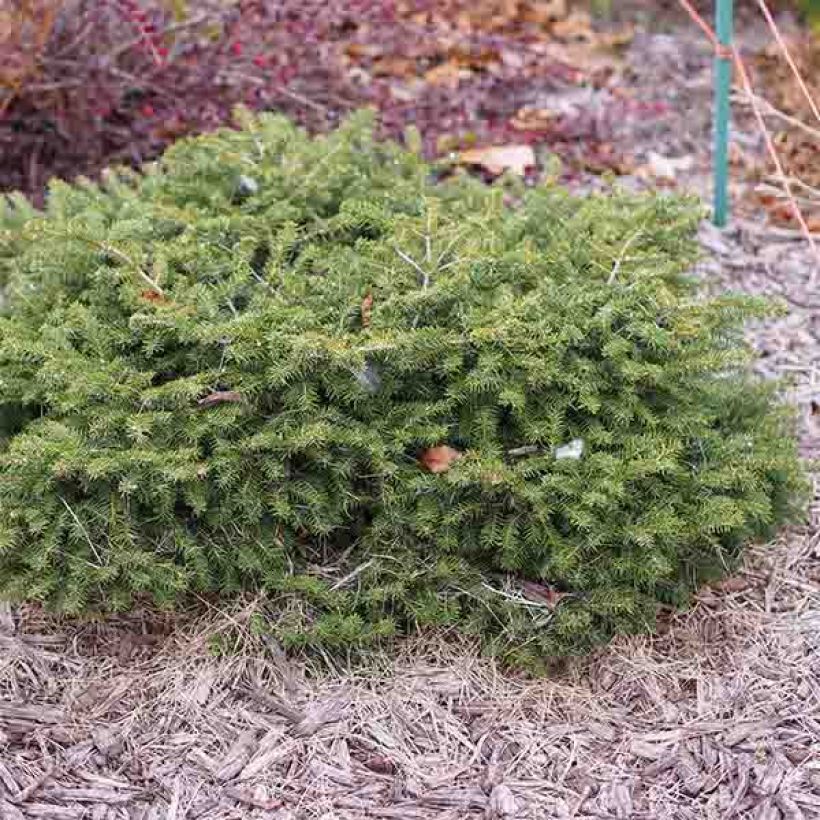 Épicéa commun - Picea abies Nidiformis (Plant habit)