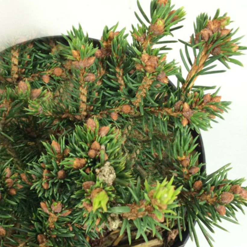 Picea abies Petra - Epicea commun nain                               (Foliage)