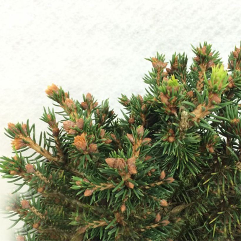 Picea abies Petra - Epicea commun nain                               (Plant habit)
