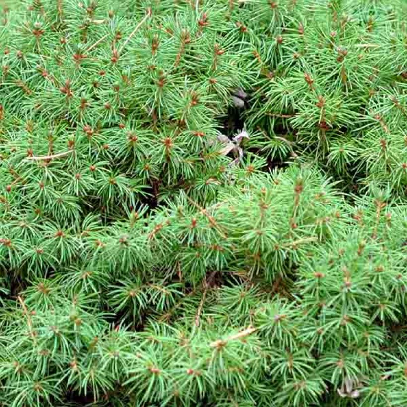 Epinette blanche - Picea glauca Alberta Globe   (Foliage)