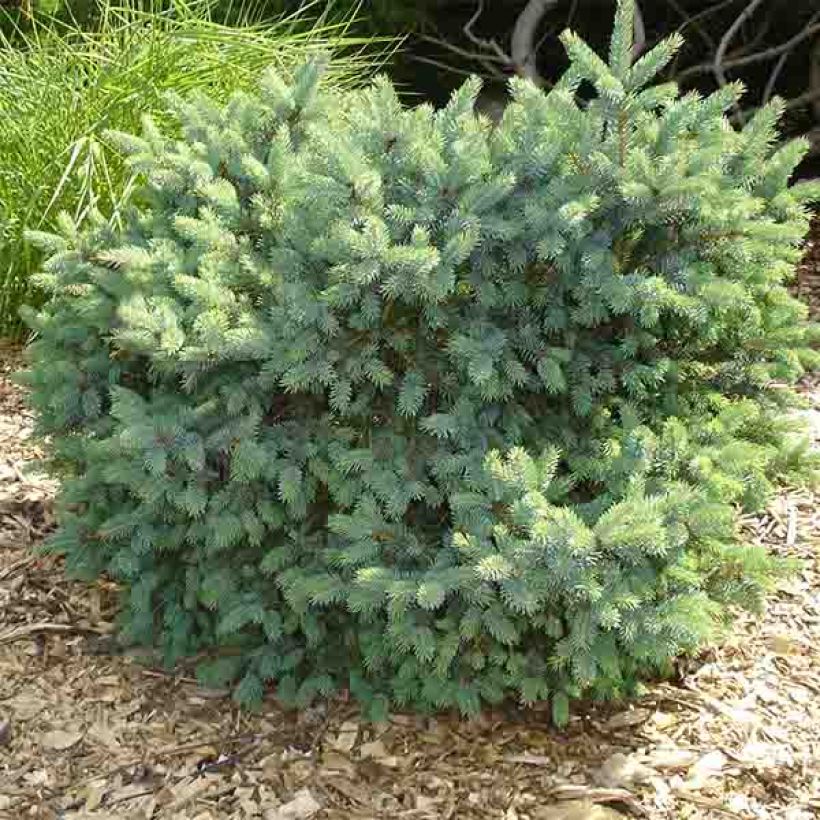 Épinette blanche - Picea glauca Cecilia                             (Plant habit)