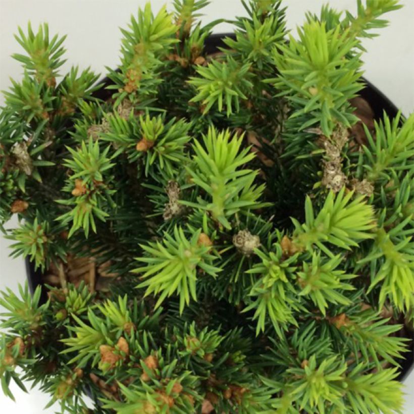 Epinette blanche - Picea glauca Cy's Wonder                         (Foliage)