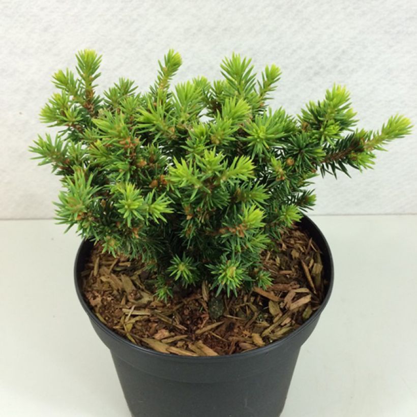 Epinette blanche - Picea glauca Cy's Wonder                         (Plant habit)