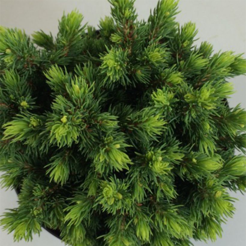 Epinette blanche - Picea glauca Dendrofarma Gold                   (Foliage)