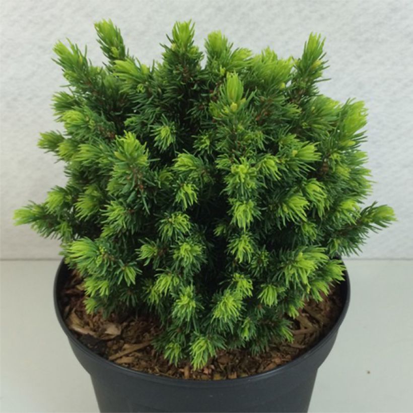 Epinette blanche - Picea glauca Dendrofarma Gold                   (Plant habit)
