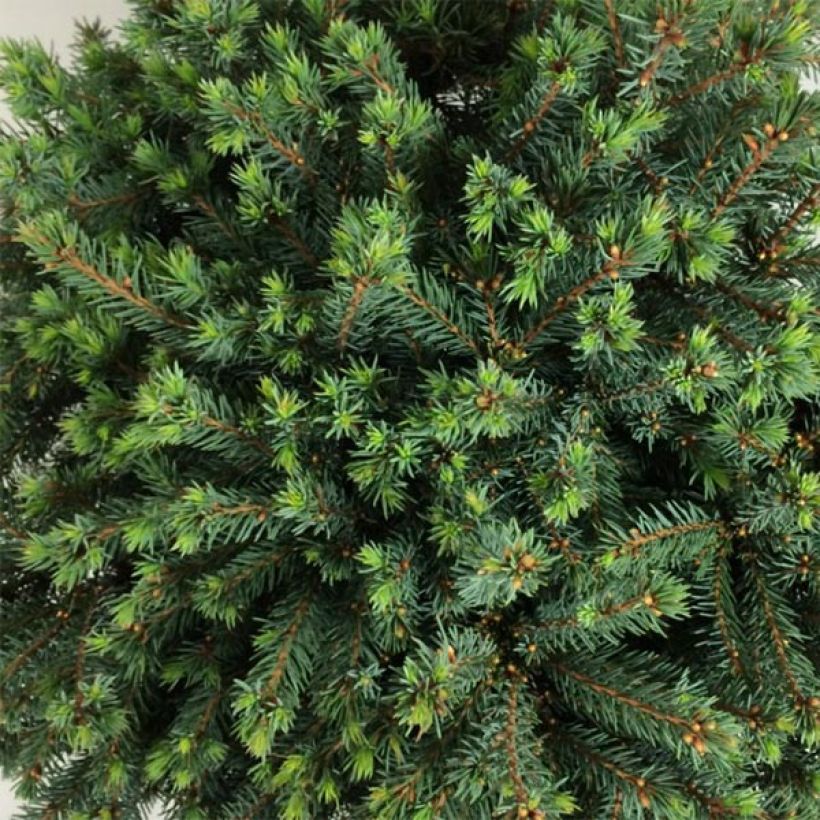 Picea glauca Echiniformis Echt - Epinette blanche                    (Foliage)