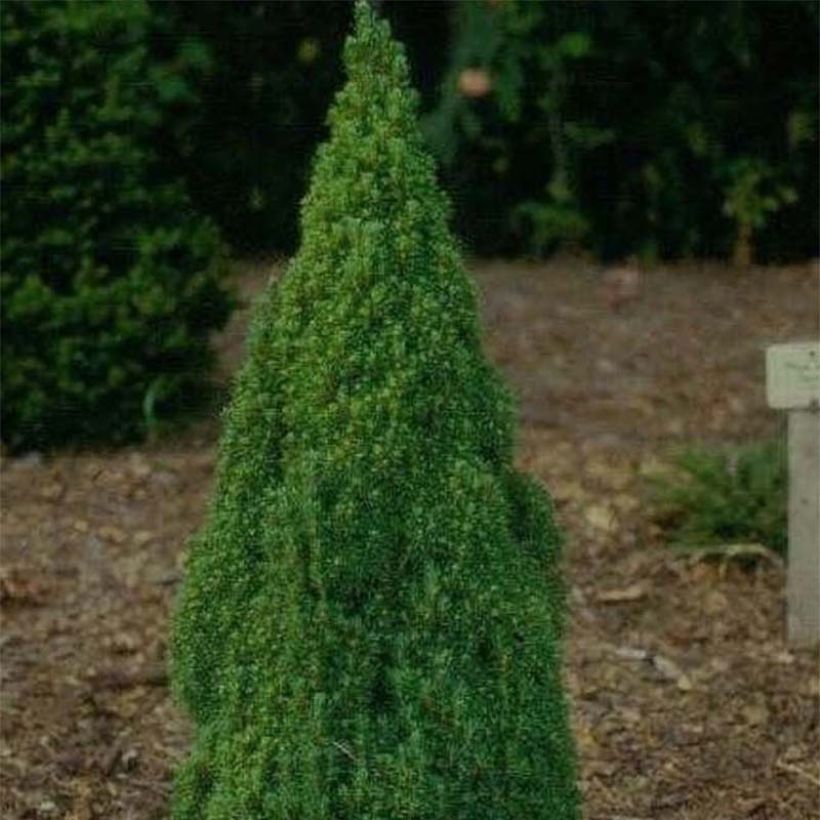Picea glauca Laurin - Epinette blanche                              (Plant habit)