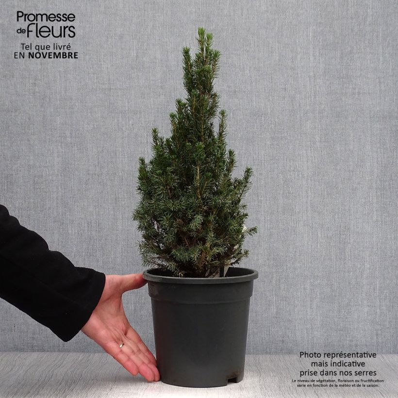 Example of Picea glauca Laurin - Epinette blanche                              Pot de 3L/4L as you get in automne