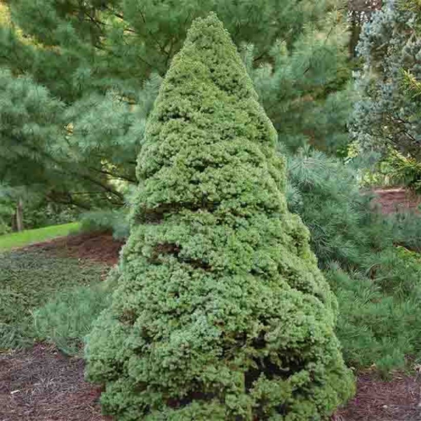 Epinette blanche - Picea glauca Rainbow's End          (Plant habit)