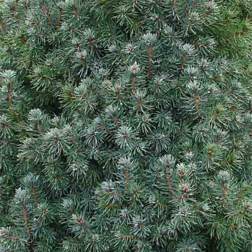 Epinette blanche - Picea glauca Sander's Blue                       (Foliage)