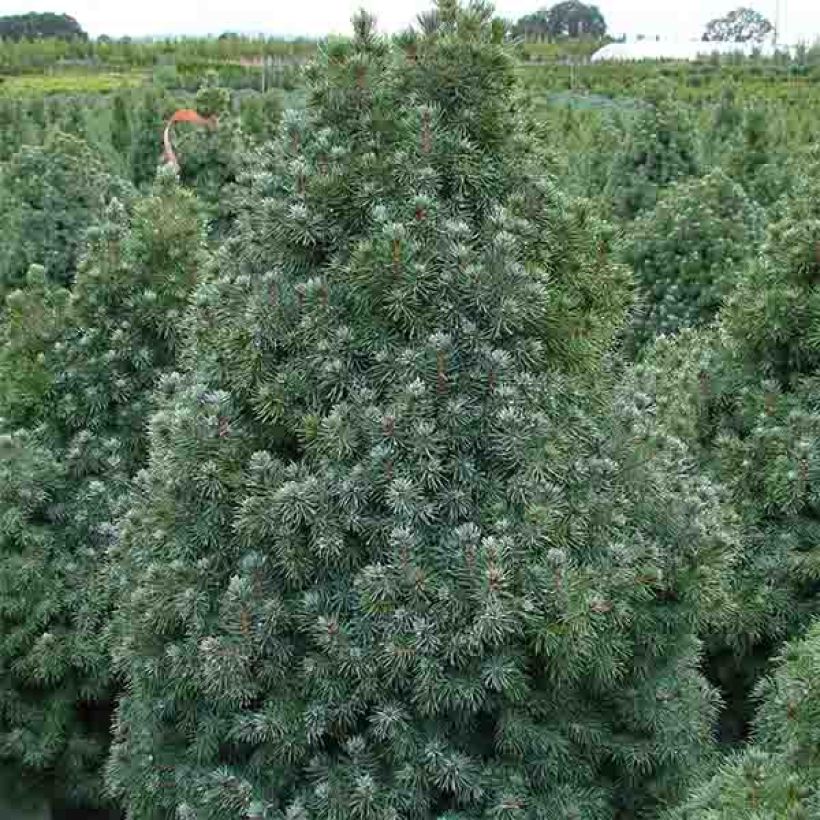 Epinette blanche - Picea glauca Sander's Blue                       (Plant habit)