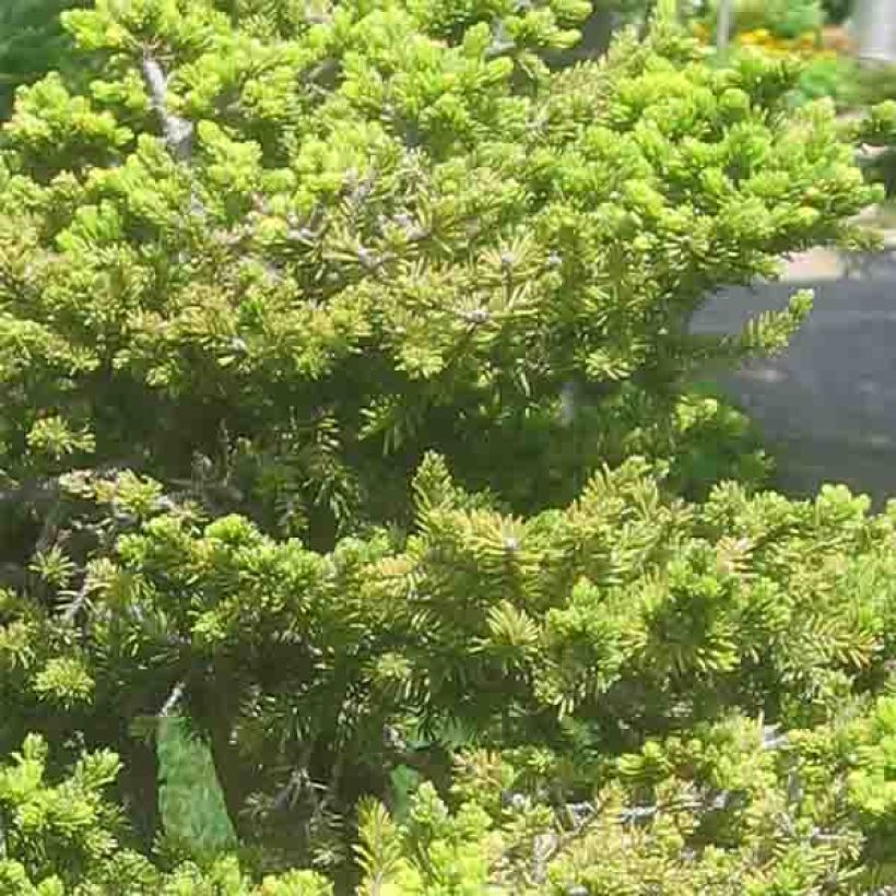 Épicéa du Japon - Picea jezoensis var. hondoensis                    (Foliage)