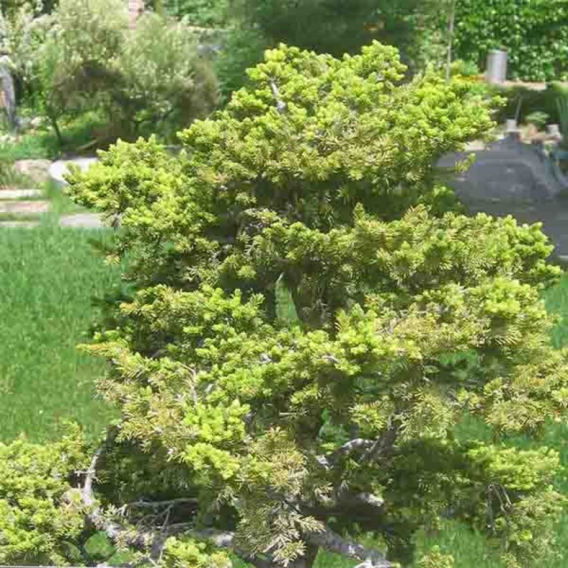 Épicéa du Japon - Picea jezoensis var. hondoensis                    (Plant habit)