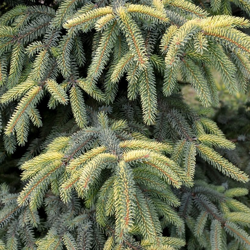 Epinette noire - Picea mariana Aurea  (Foliage)