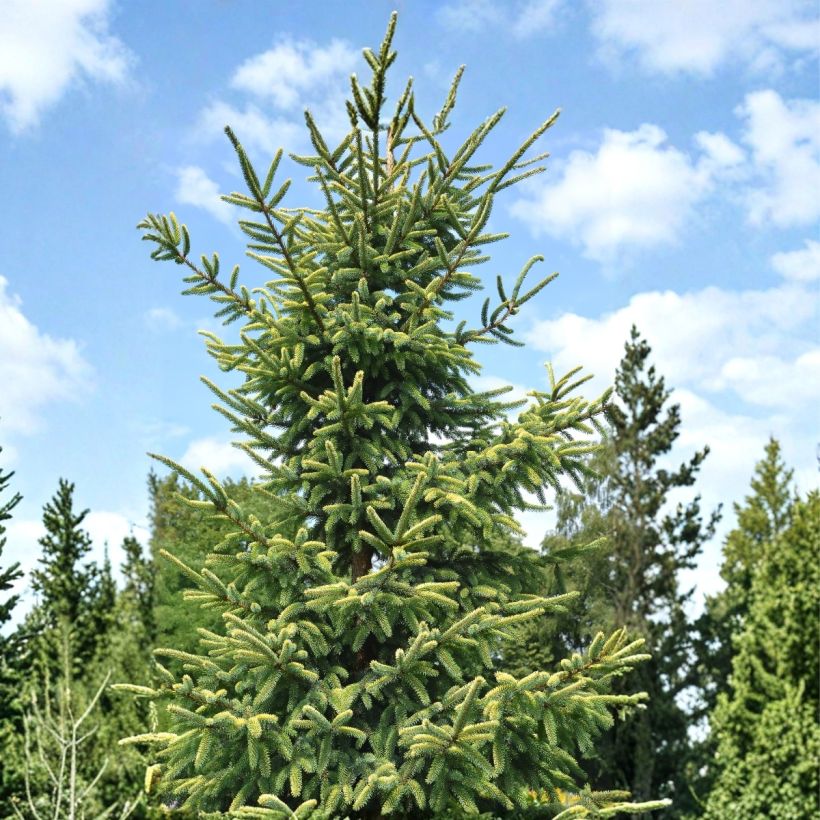 Epinette noire - Picea mariana Aurea  (Plant habit)