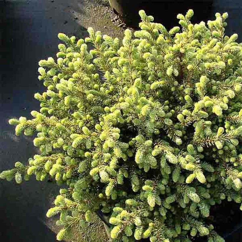 Picea mariana Nana - Epinette noire                               (Plant habit)