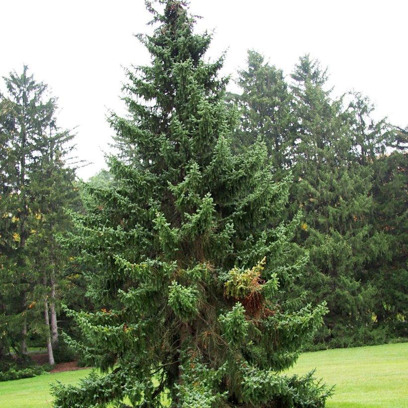 Picea omorika - Épicéa de Serbie (Plant habit)