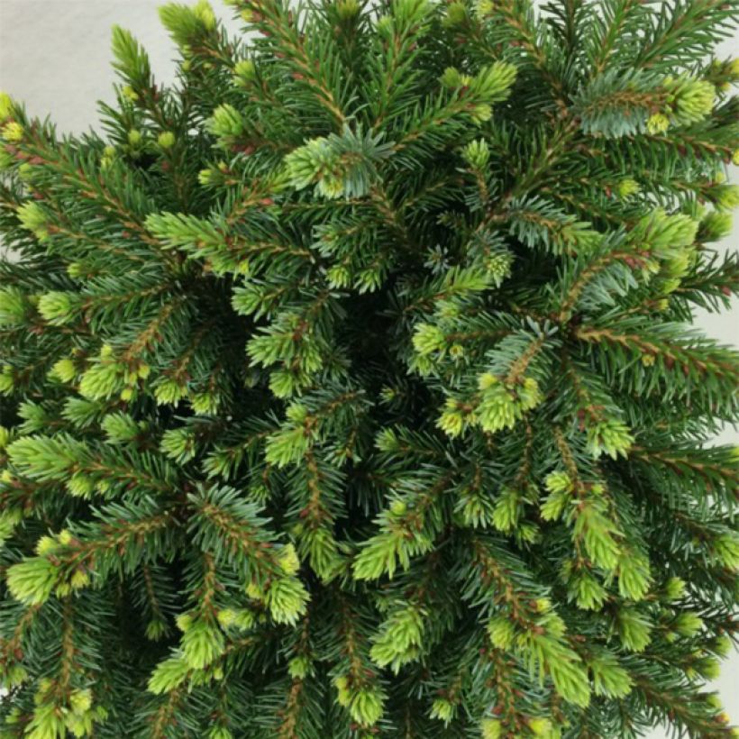 Epicea de Serbie - Picea omorika Beskid                       (Foliage)