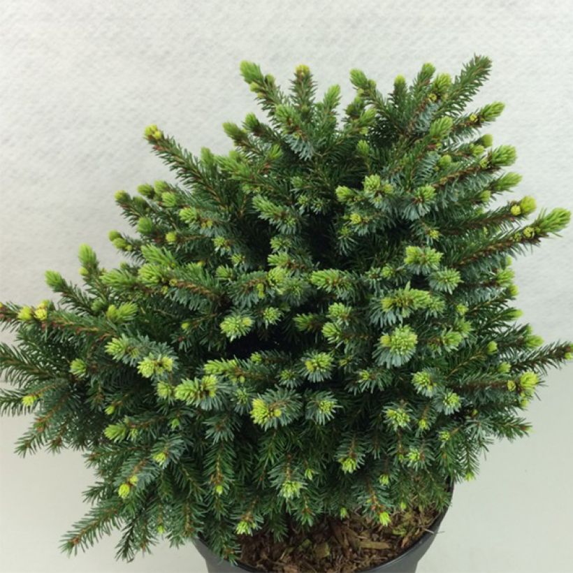 Epicea de Serbie - Picea omorika Beskid                       (Plant habit)