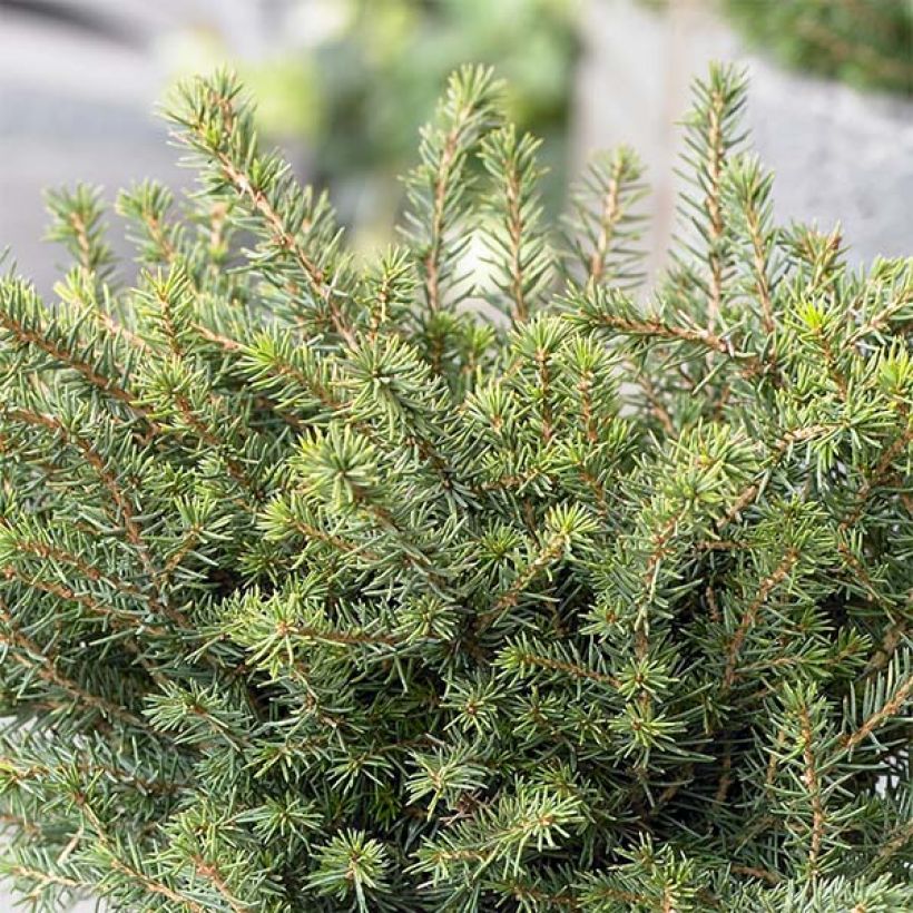 Epicea de Serbie - Picea omorika Karel                              (Plant habit)