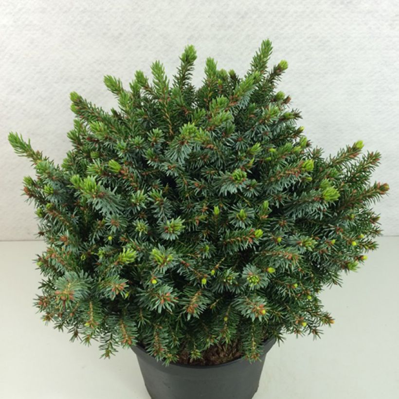 Epicea de Serbie - Picea omorika Morava (Plant habit)