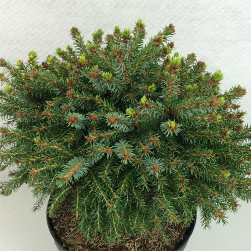 Picea omorika Treblitzsch - Epicea de Serbie                        (Plant habit)