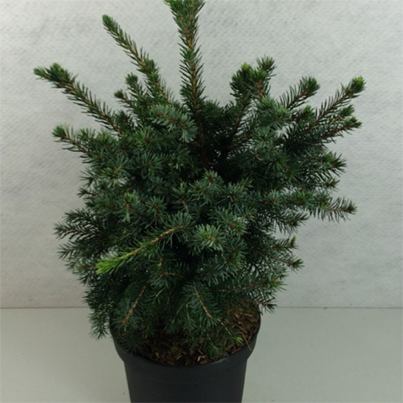 Epicea de Serbie - Picea omorika Wodan (Plant habit)