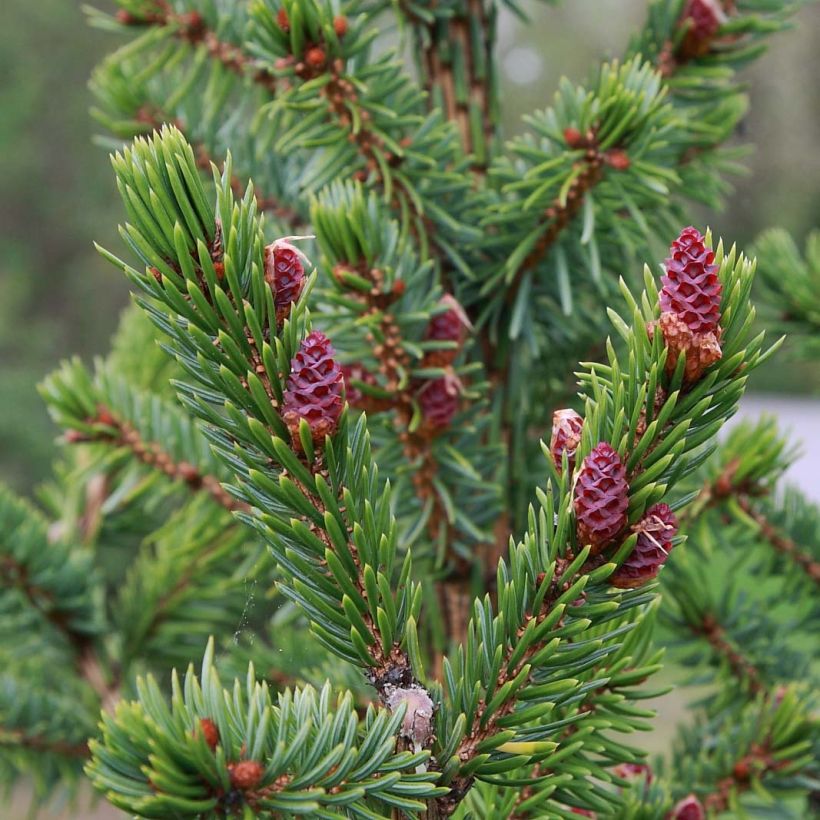 Épicéa de Serbie Nana - Picea omorika (Foliage)