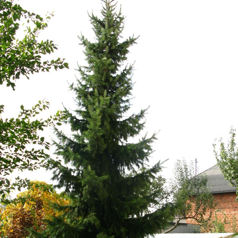 Épicéa de Serbie Nana - Picea omorika (Plant habit)