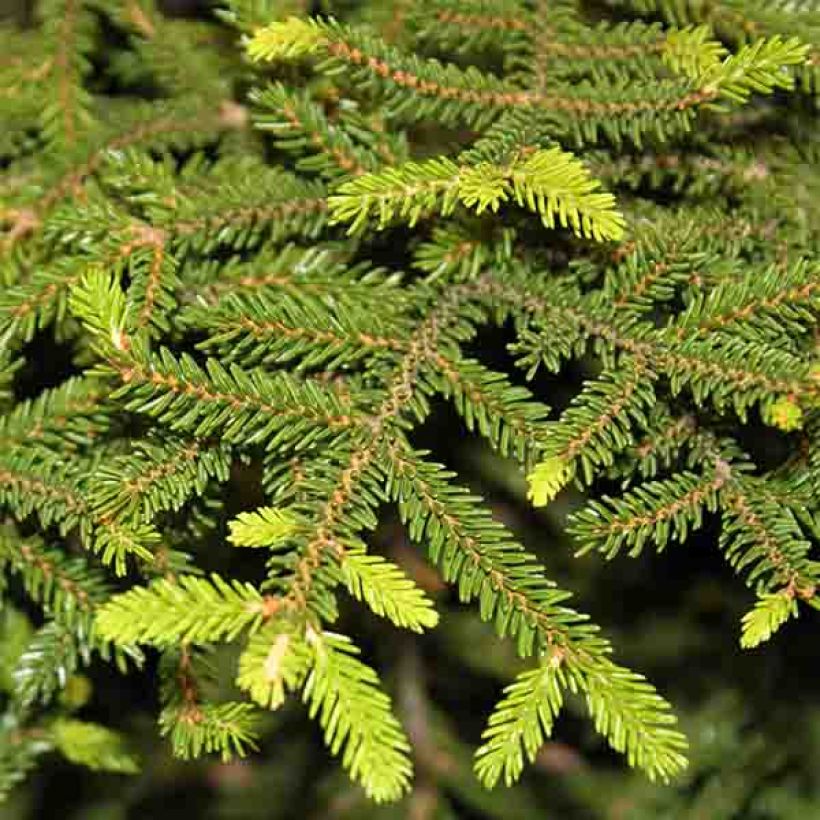 Sapinette - d'OrientPicea orientalis Gracilis                       (Foliage)